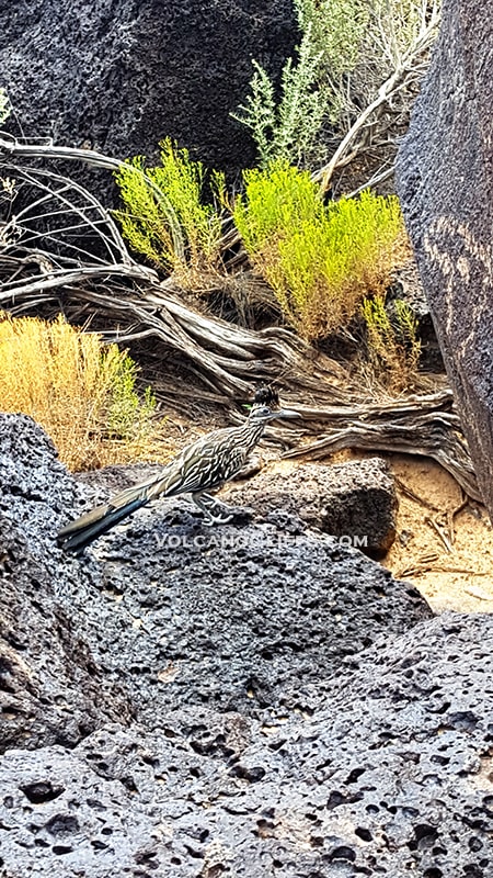 Roadrunner on lava rock